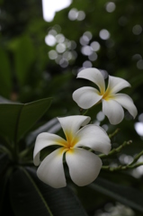咲くやこの花館0005