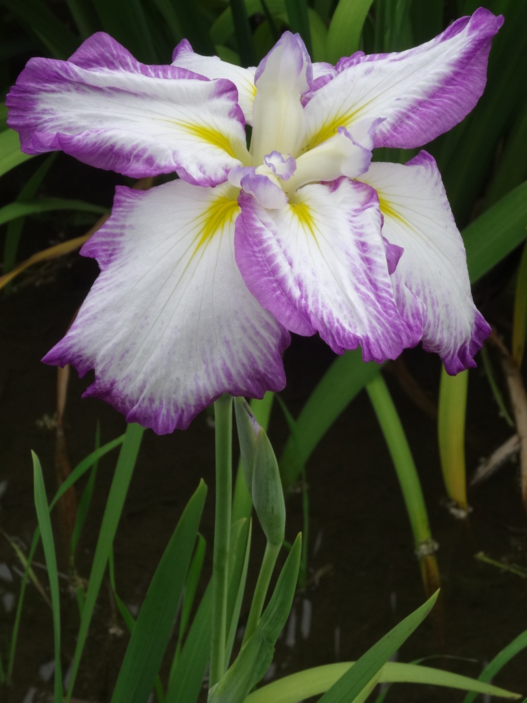 城北菖蒲園005