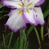 城北菖蒲園005