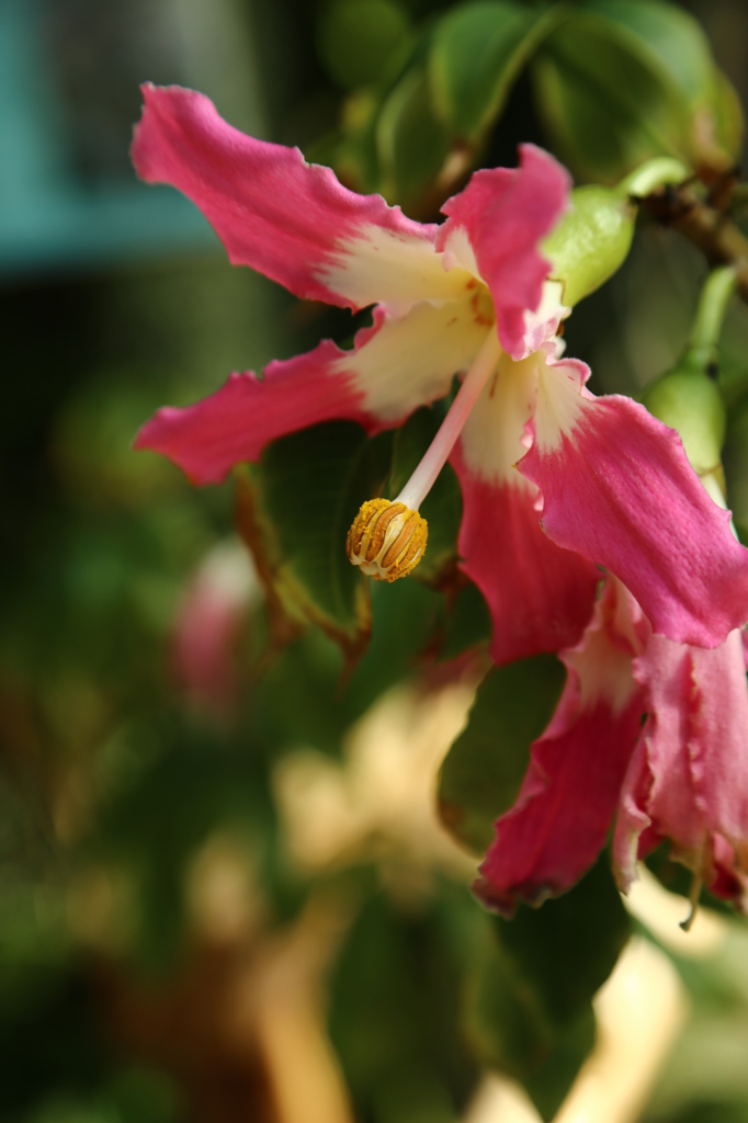 咲くやこの花館0034