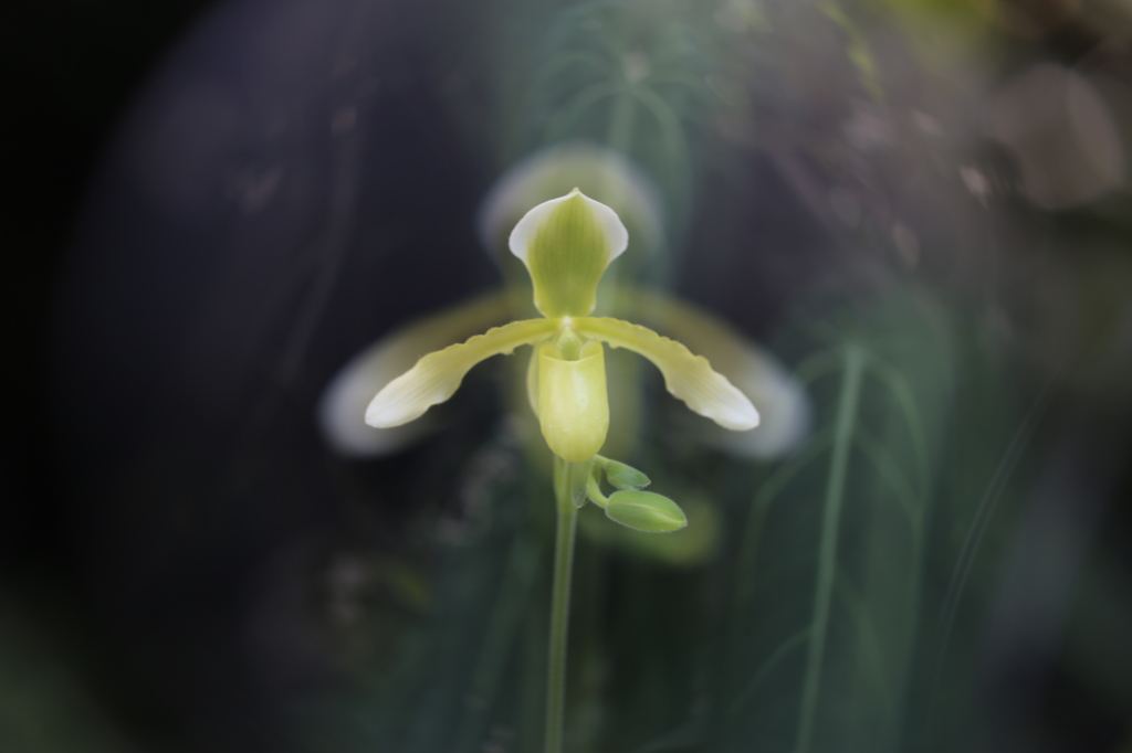 咲くやこの花館0043