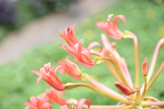 咲くやこの花館0004