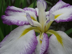 城北菖蒲園004
