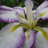 城北菖蒲園004