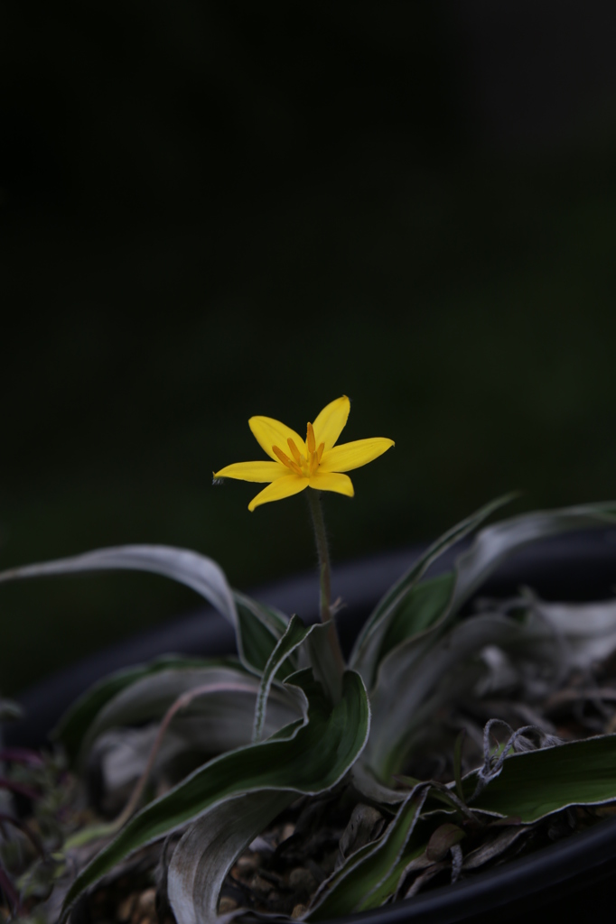 咲くやこの花館0063