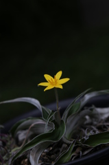 咲くやこの花館0063