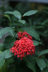 咲くやこの花館0018