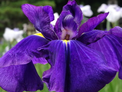 城北菖蒲園002