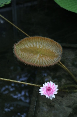 咲くやこの花館0027