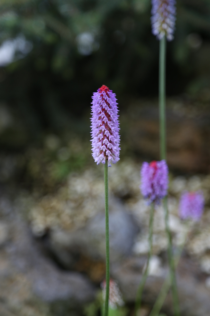 咲くやこの花館0024