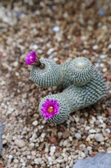 咲くやこの花館0052