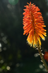 咲くやこの花館0008