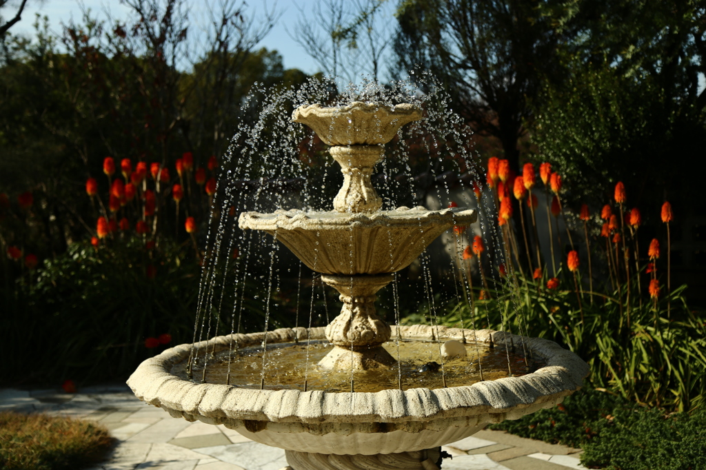 咲くやこの花館0009