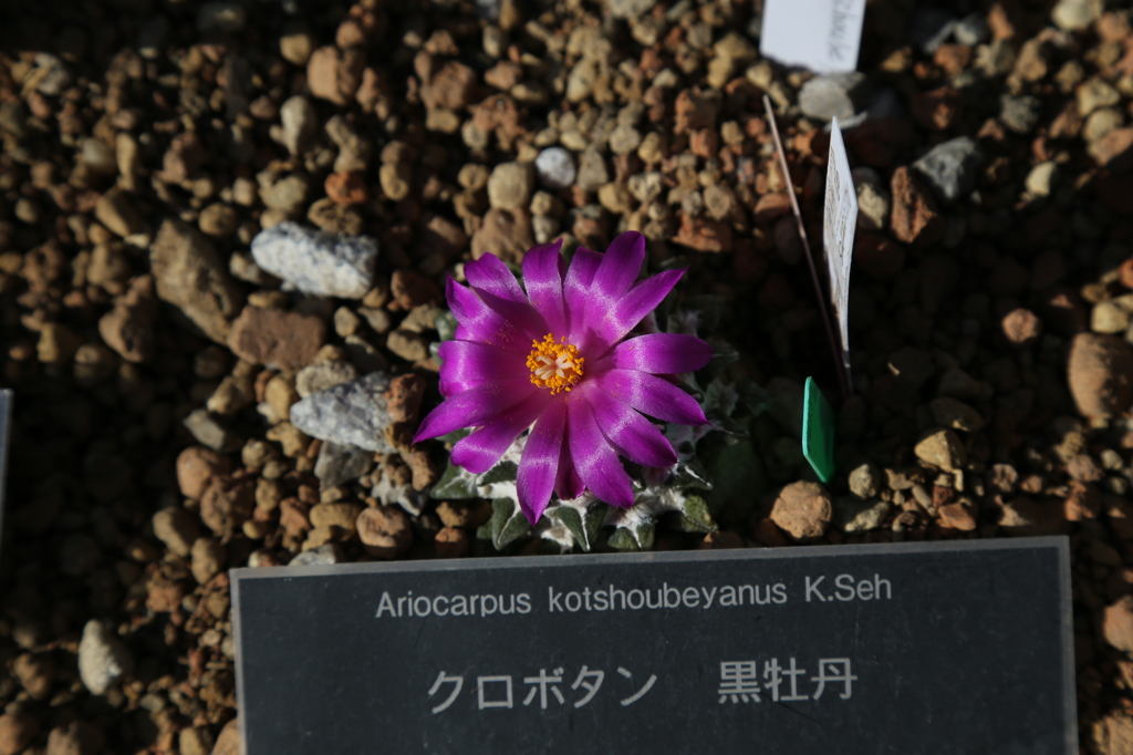 咲くやこの花館0059