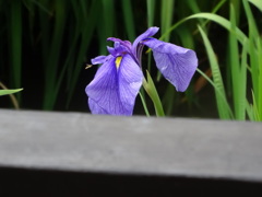 城北菖蒲園001
