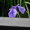 城北菖蒲園001