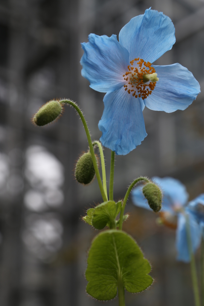 咲くやこの花館0026