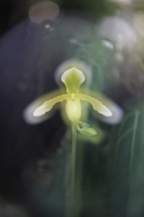 咲くやこの花館0041
