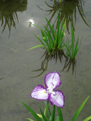 城北菖蒲園006