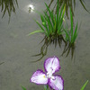 城北菖蒲園006