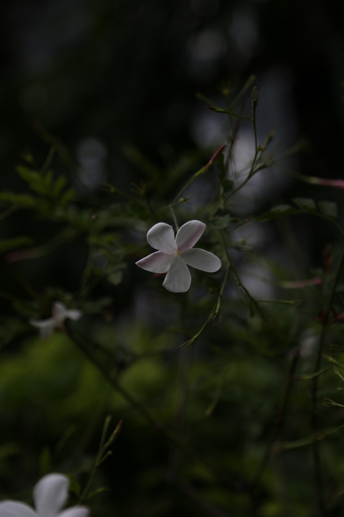 咲くやこの花館0031