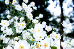 五箇山の花