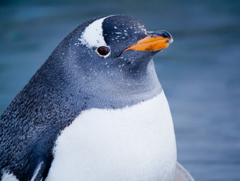 旭山動物園　まるまるしたペンギン