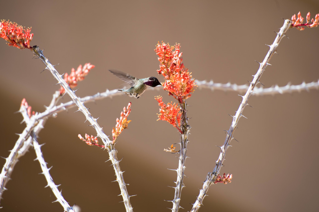 Ocotilloの蜜に誘われて３