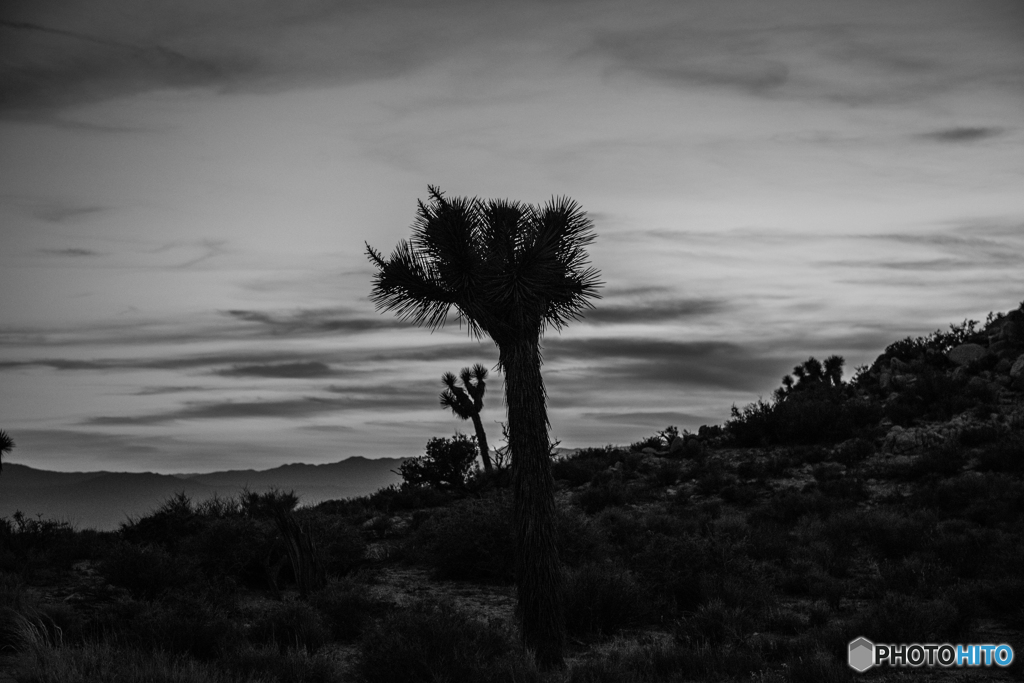 夕暮れのジョシュア