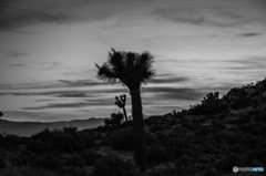 夕暮れのジョシュア