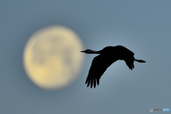 Moon & Crane