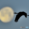 Moon & Crane