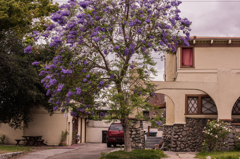 街角のジャカランタン