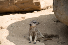 L.A ZOO