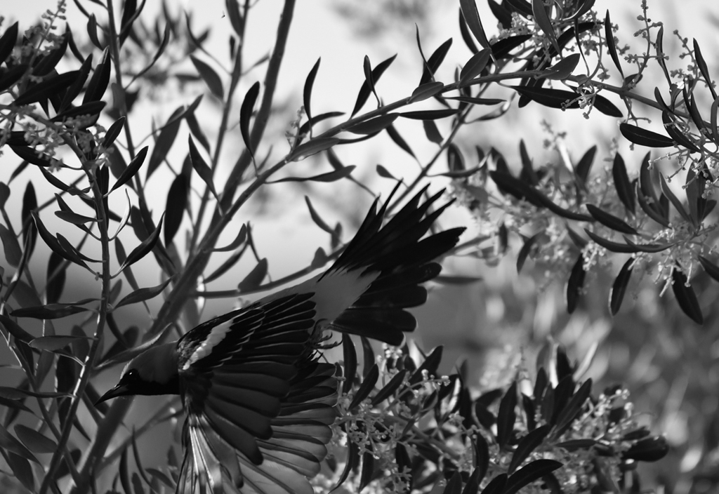 オリーブと黄色い鳥２