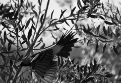 オリーブと黄色い鳥２