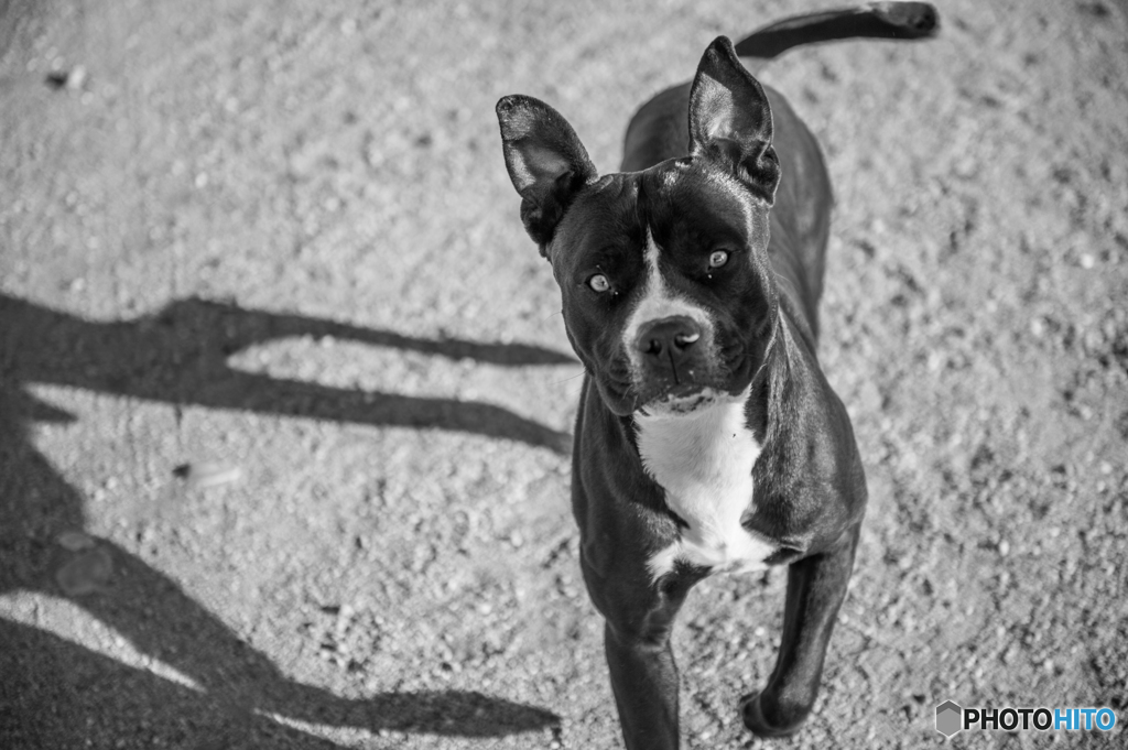 飼い主の鶴の一声！