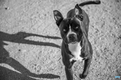 飼い主の鶴の一声! 飼い主の鶴の一声!