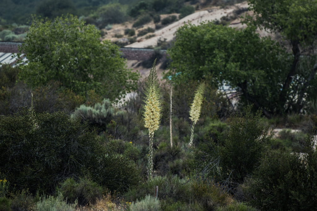 Yucca