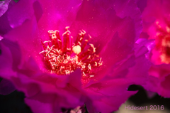 フューシャピンクの花 フューシャピンクの花