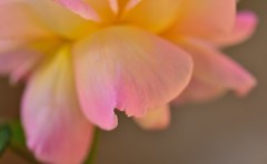 日陰の薔薇２