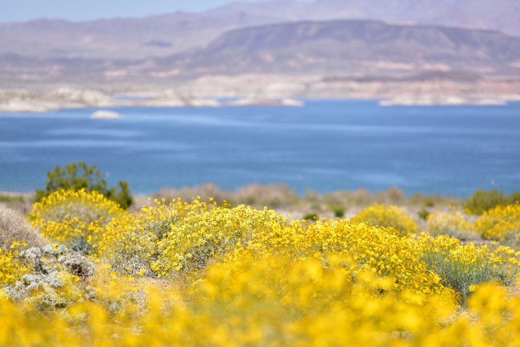 Lake Mead 