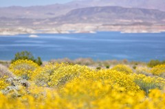 Lake Mead 