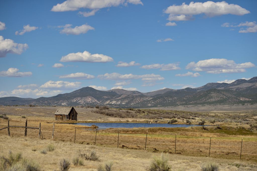 残されたグースたち