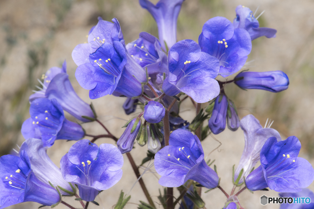 砂漠の花