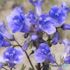 砂漠の花