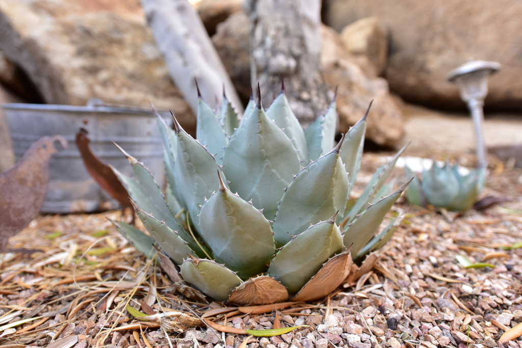 Agave