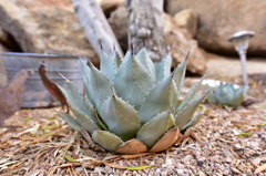 Agave