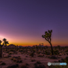 Joshua Tree National Park