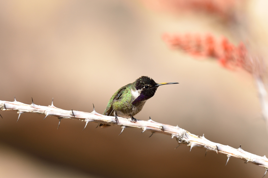 キミ、刺さってないよね～？ｗ